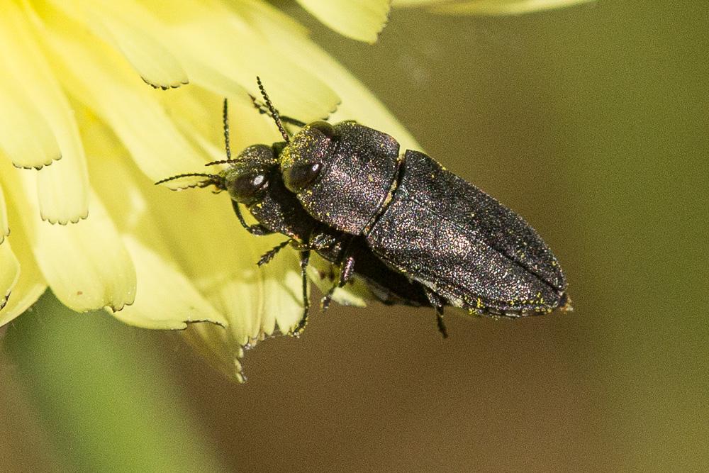 Anthaxia confusa Gory, 1841