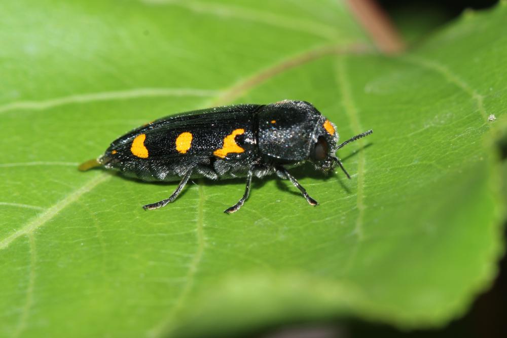Ptosima undecimmaculata (Herbst, 1784)
