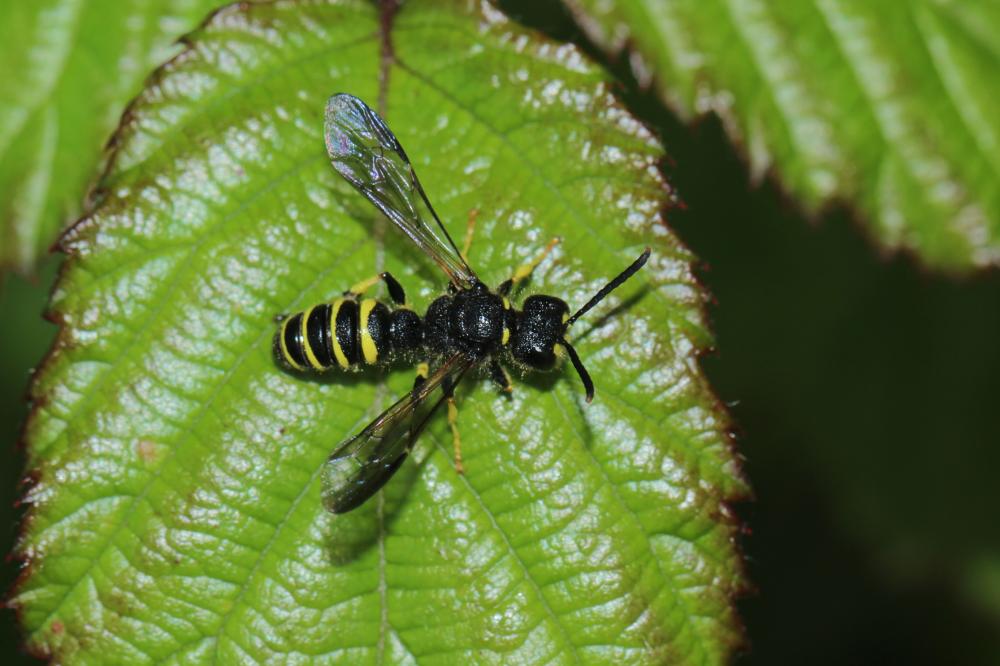 Cerceris Latreille, 1802