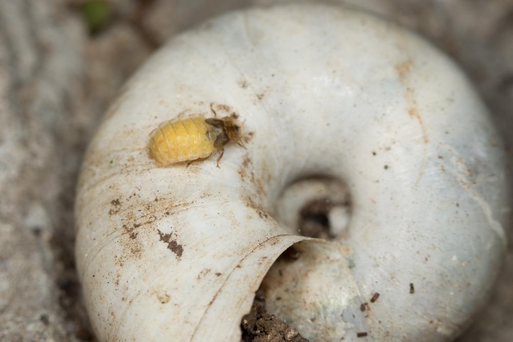 Lamprohiza mulsantii (Kiesenwetter, 1850)