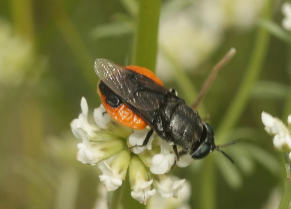 Odontomyia flavissima (Rossi, 1790)