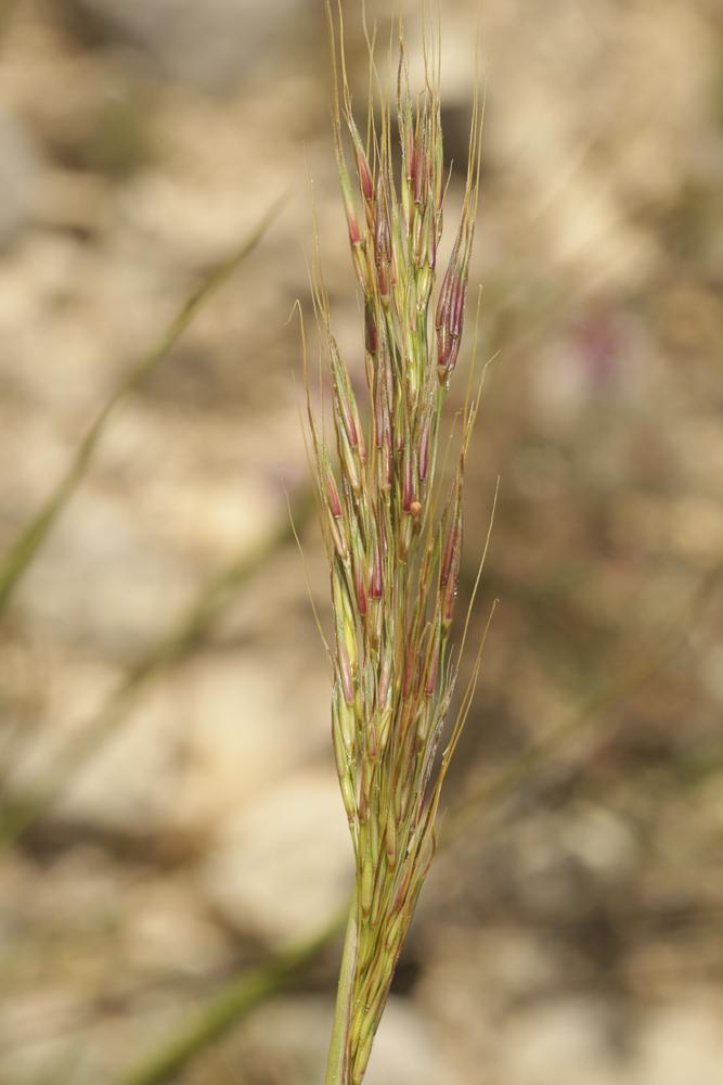 Chrysopogon grillon Chrysopogon gryllus (L.) Trin., 1820