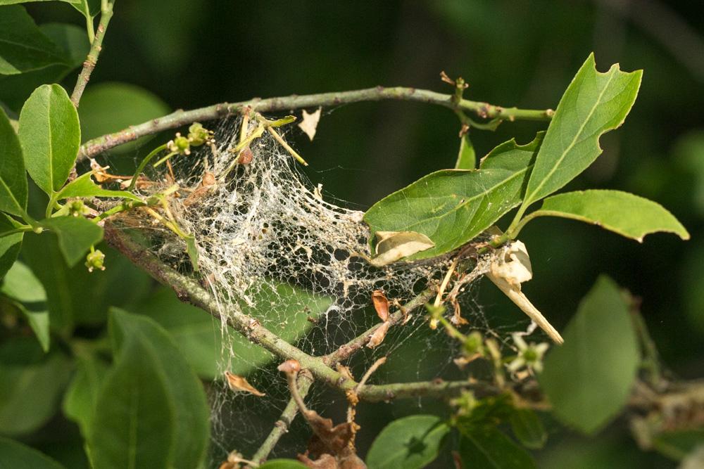  Yponomeuta evonymella (Linnaeus, 1758)