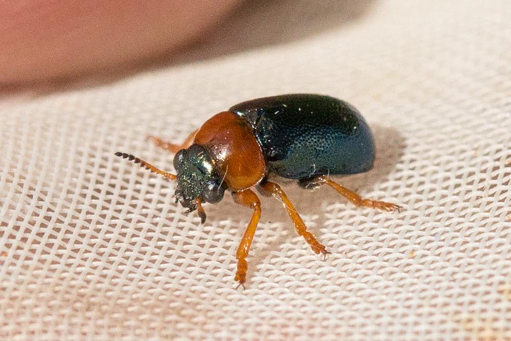 Smaragdina salicina (Scopoli, 1763)