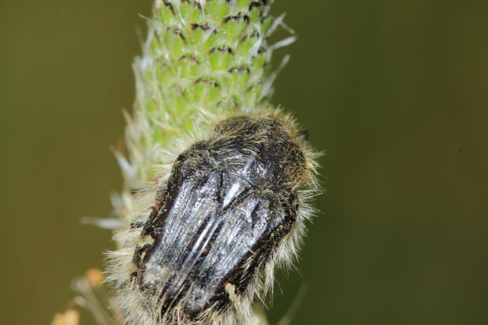 Tropinota hirta (Poda, 1761)