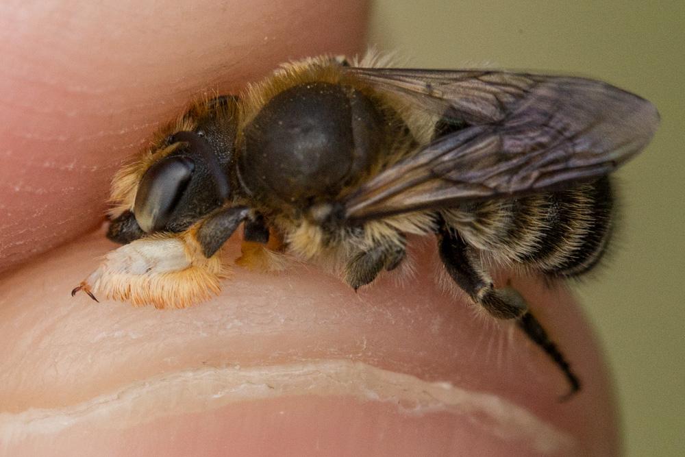 Megachile willughbiella (Kirby, 1802)