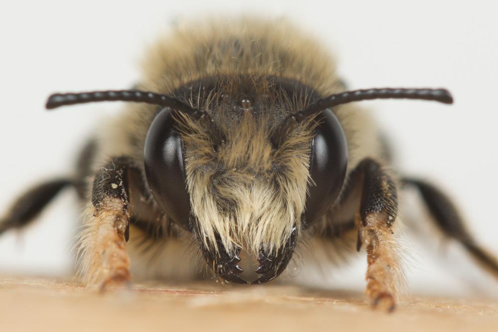 Megachile circumcincta (Kirby, 1802)