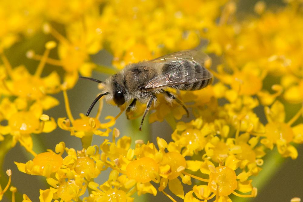 Colletes mlokossewiczi Radoszkowski, 1891