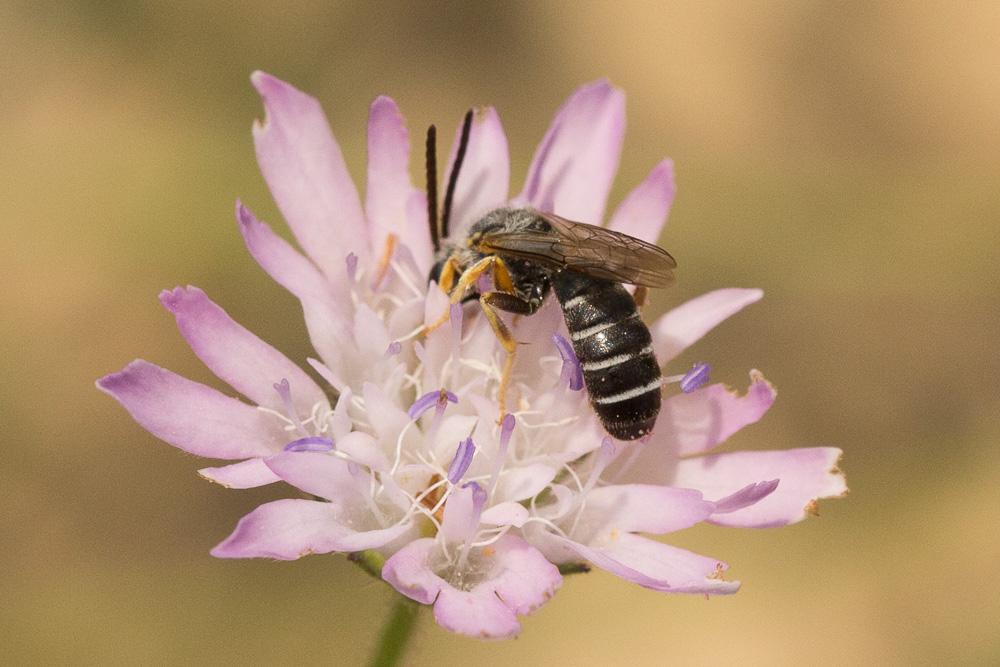 Halictus gruenwaldti Ebmer, 1975