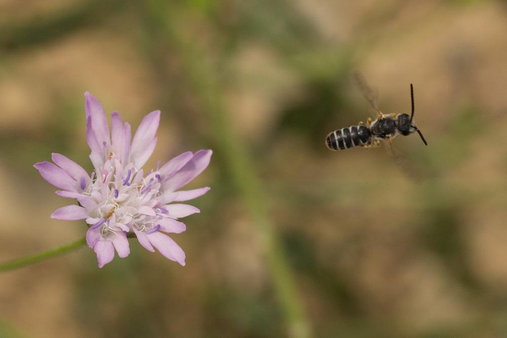 Halictus gruenwaldti Ebmer, 1975