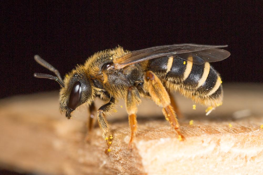 Halictus patellatus Morawitz, 1873