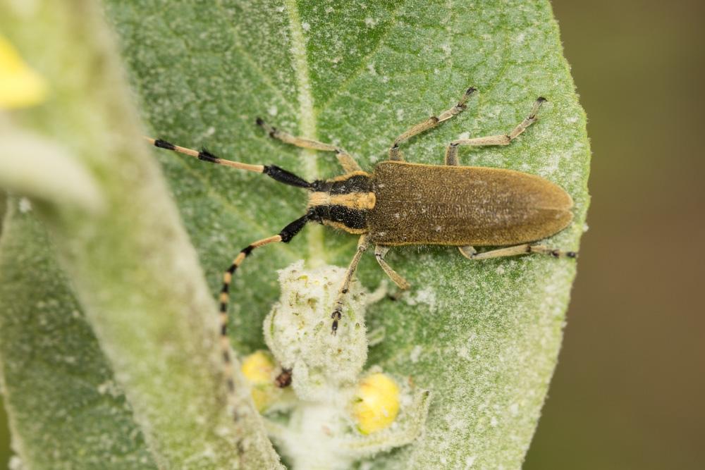 Agapanthia kirbyi (Gyllenhal, 1817)