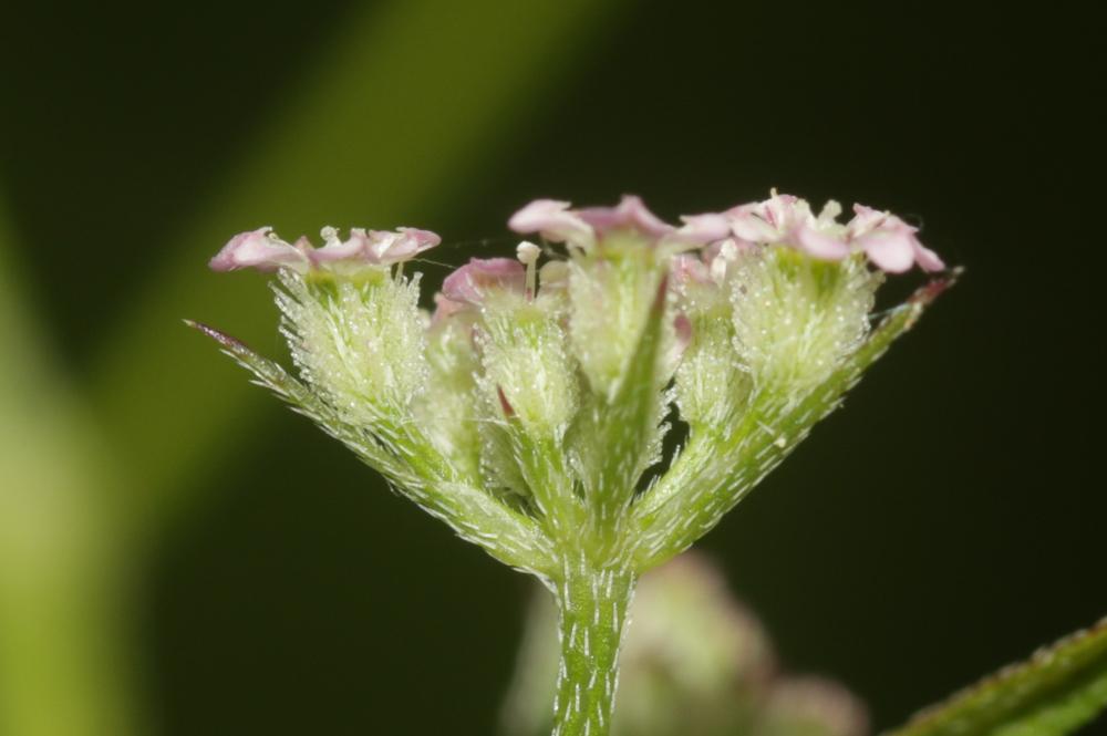 Torilis africana var. heterophylla (Guss.) Reduron, 2008