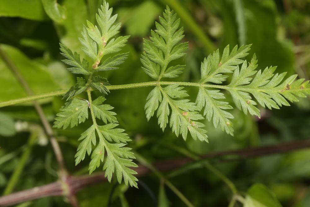 Torilis africana var. heterophylla (Guss.) Reduron, 2008