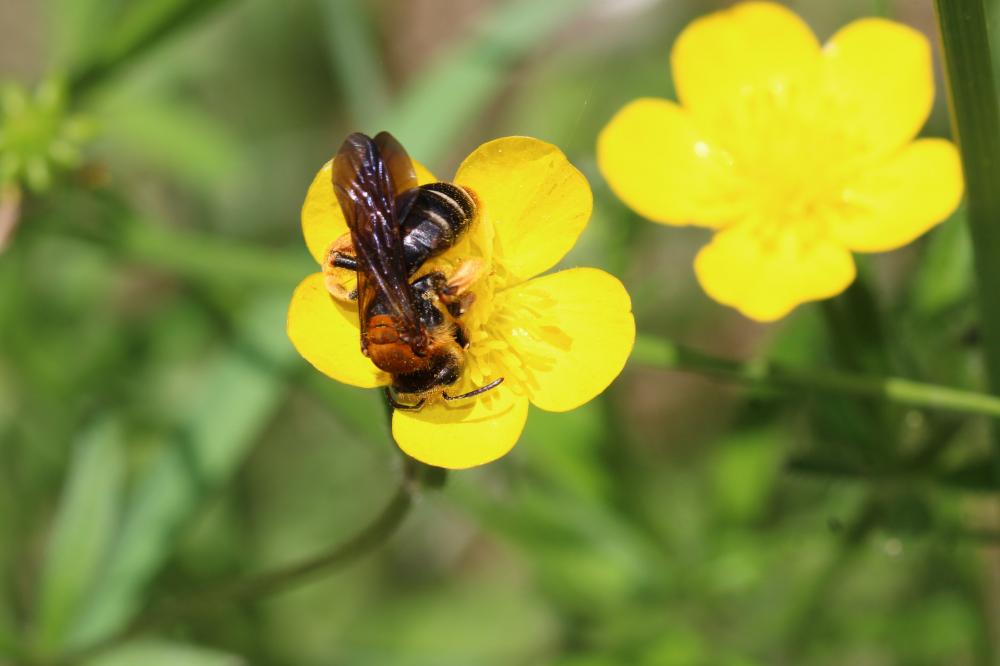 Andrena limbata Eversmann, 1852