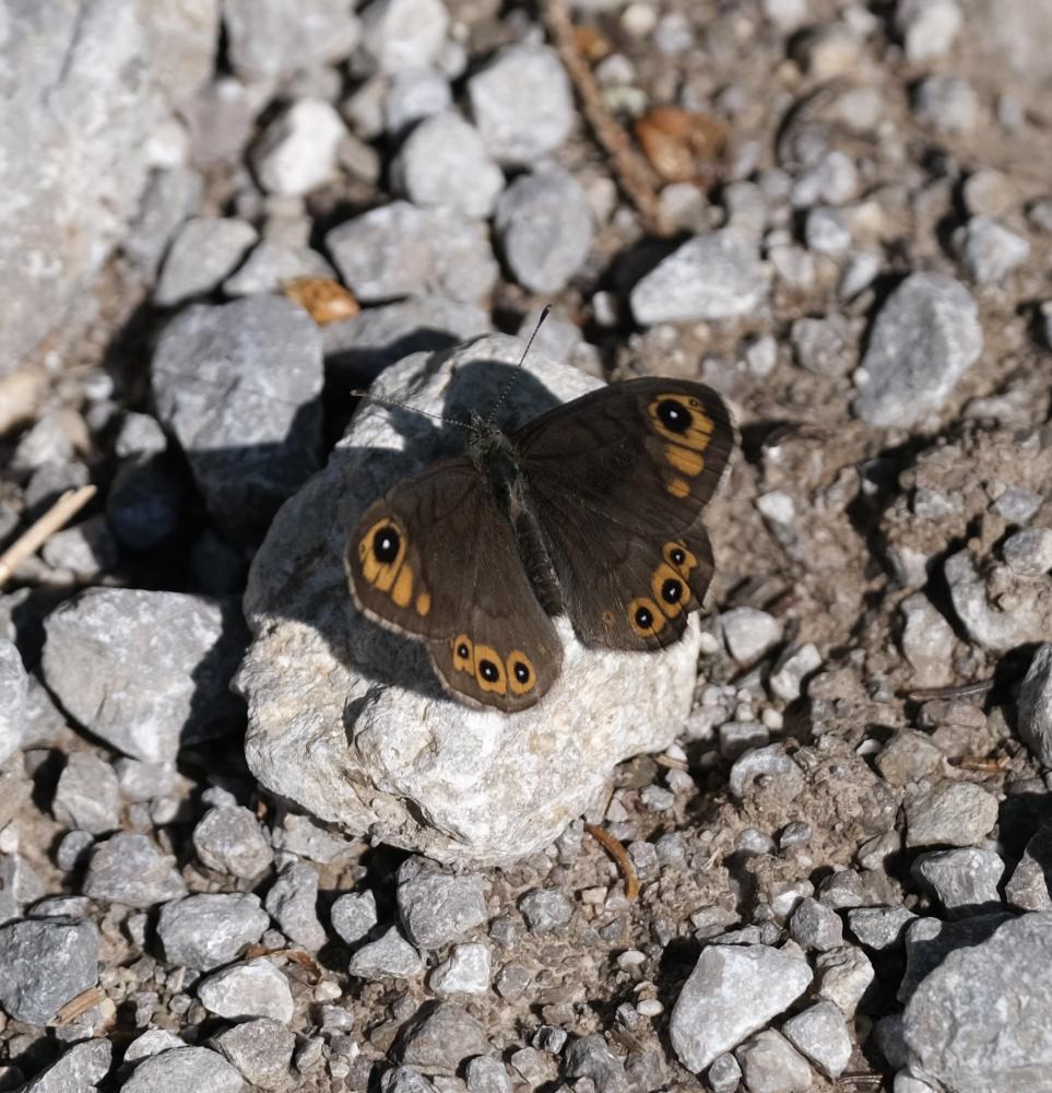 La Gorgone (La) Lasiommata petropolitana (Fabricius, 1787)