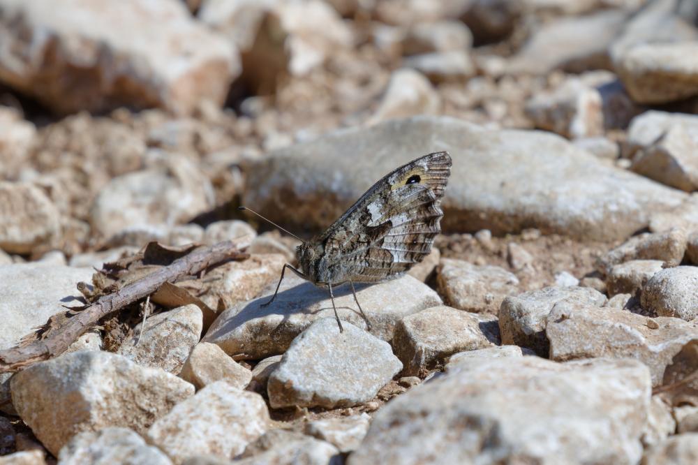 Le Agreste (L') Hipparchia semele (Linnaeus, 1758)
