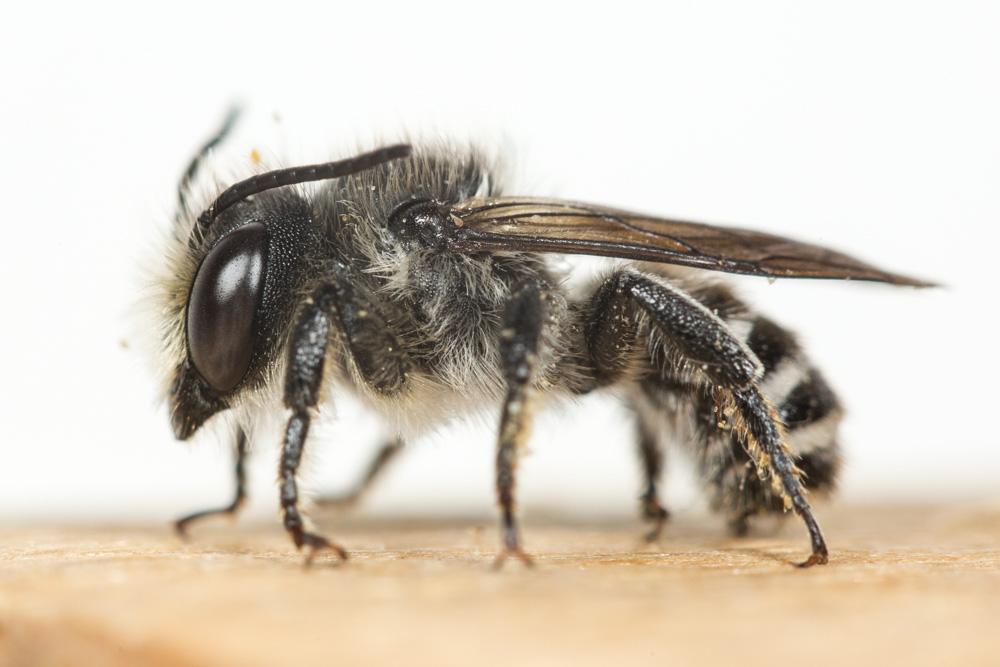  Megachile octosignata Nylander, 1852