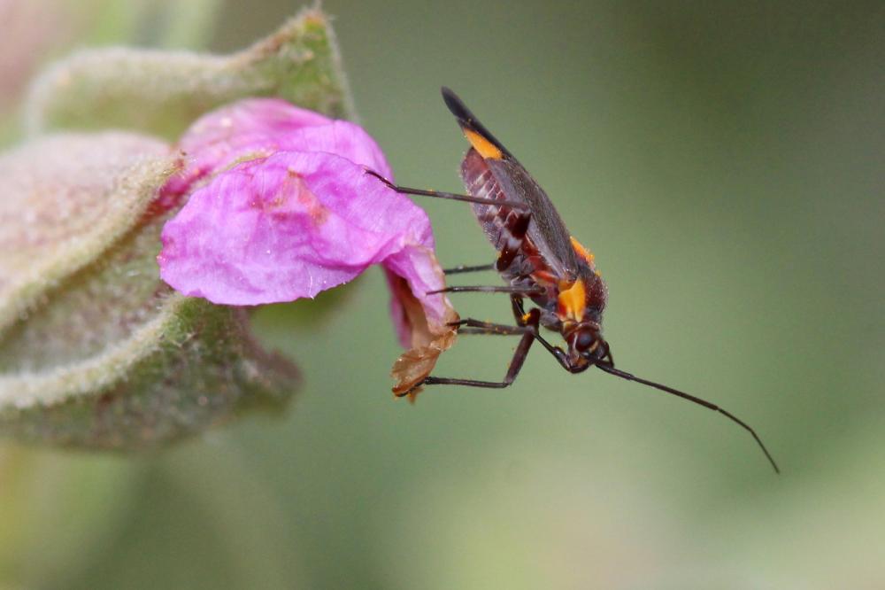  Capsodes flavomarginatus (Donovan, 1798)