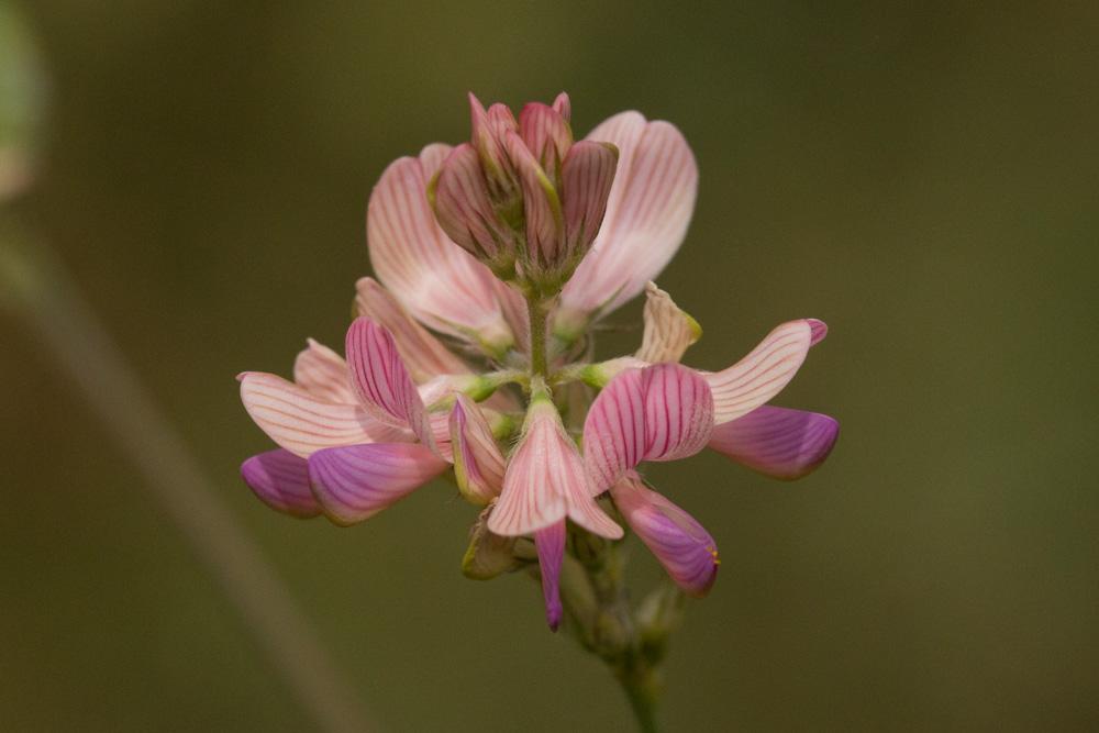 Sainfoin, Esparcette, Sainfoin à feuilles de Vesce Onobrychis viciifolia Scop., 1772