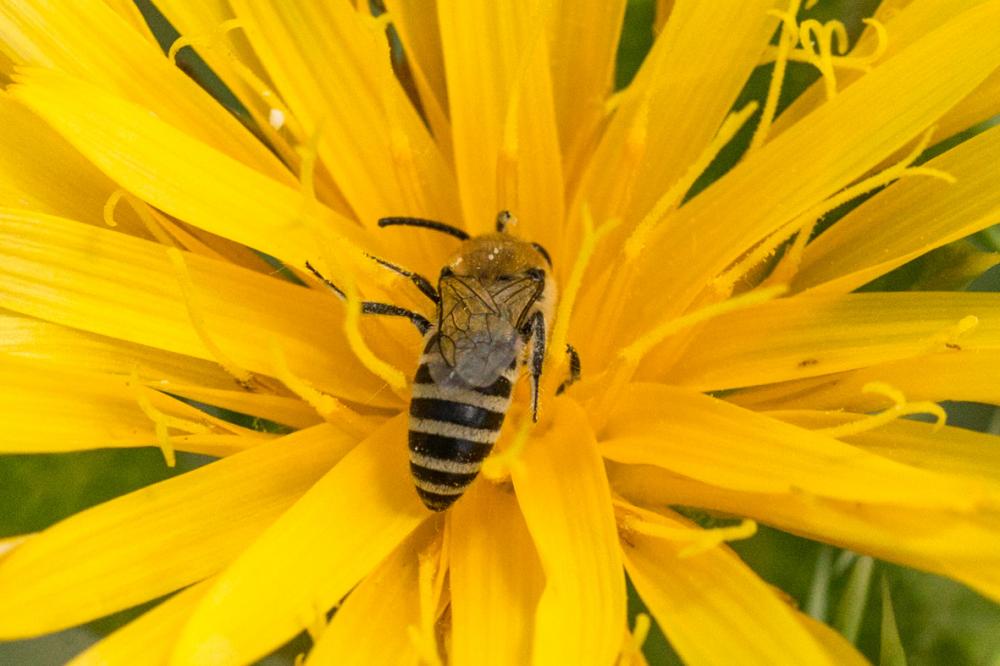 Colletes nigricans Gistel, 1857