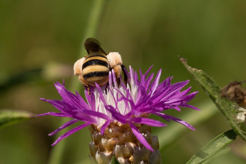 Tetraloniella graja (Eversmann, 1852)
