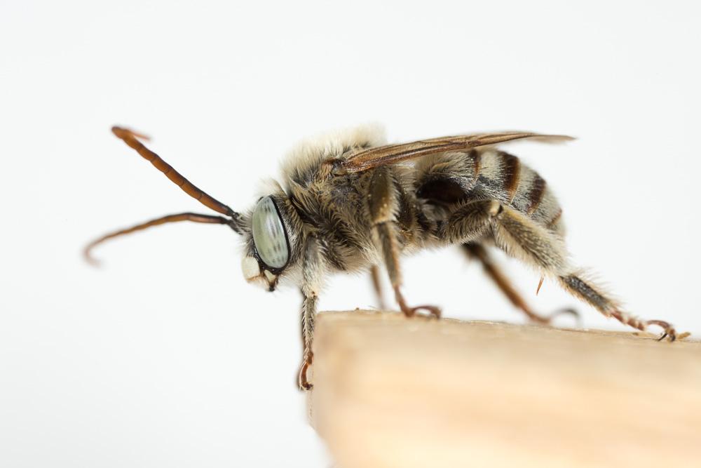 Tetraloniella graja (Eversmann, 1852)