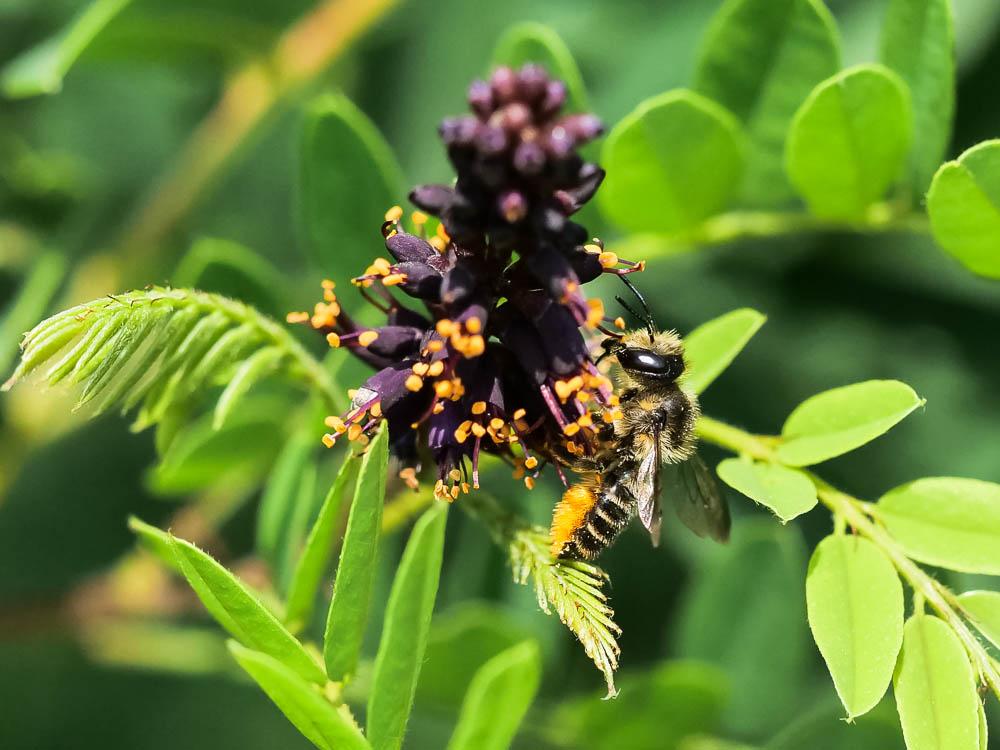  Megachile Latreille, 1802