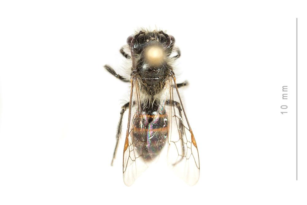Andrena binominata Smith, 1853