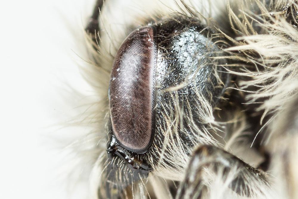 Andrena binominata Smith, 1853