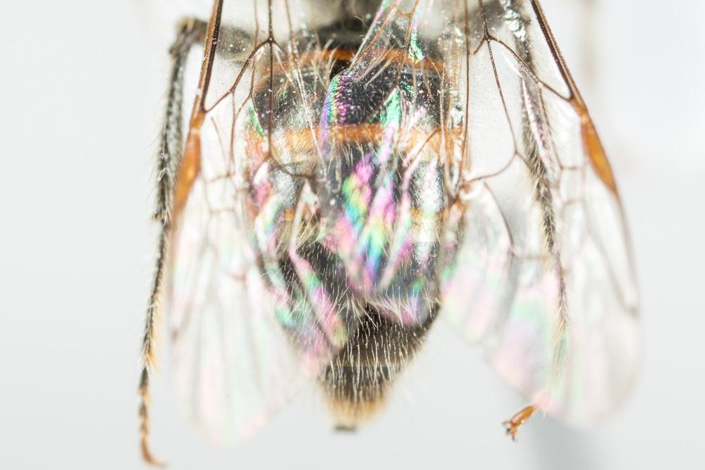 Andrena binominata Smith, 1853