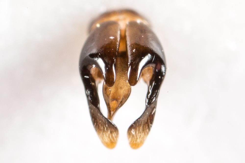 Andrena binominata Smith, 1853