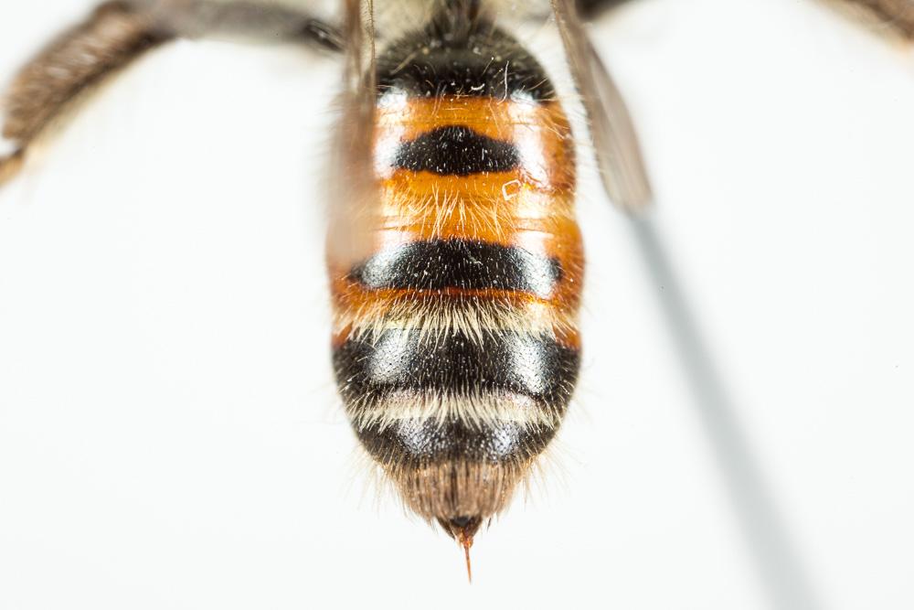 Andrena binominata Smith, 1853