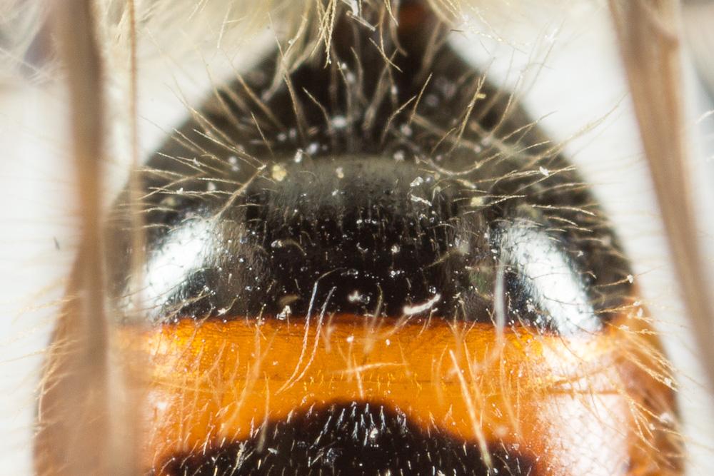 Andrena binominata Smith, 1853