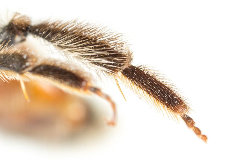 Andrena binominata Smith, 1853