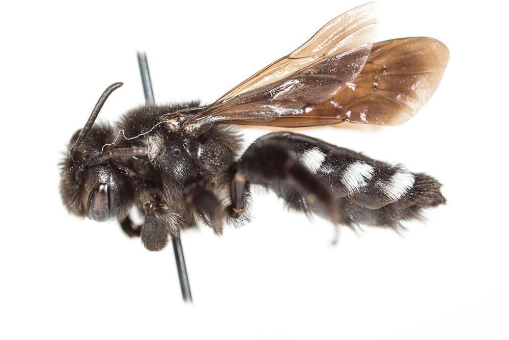 Andrena albopunctata (Rossi, 1792)