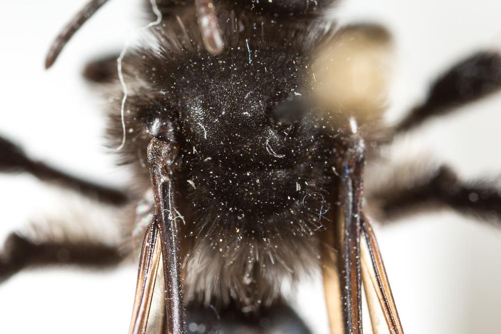 Andrena albopunctata (Rossi, 1792)