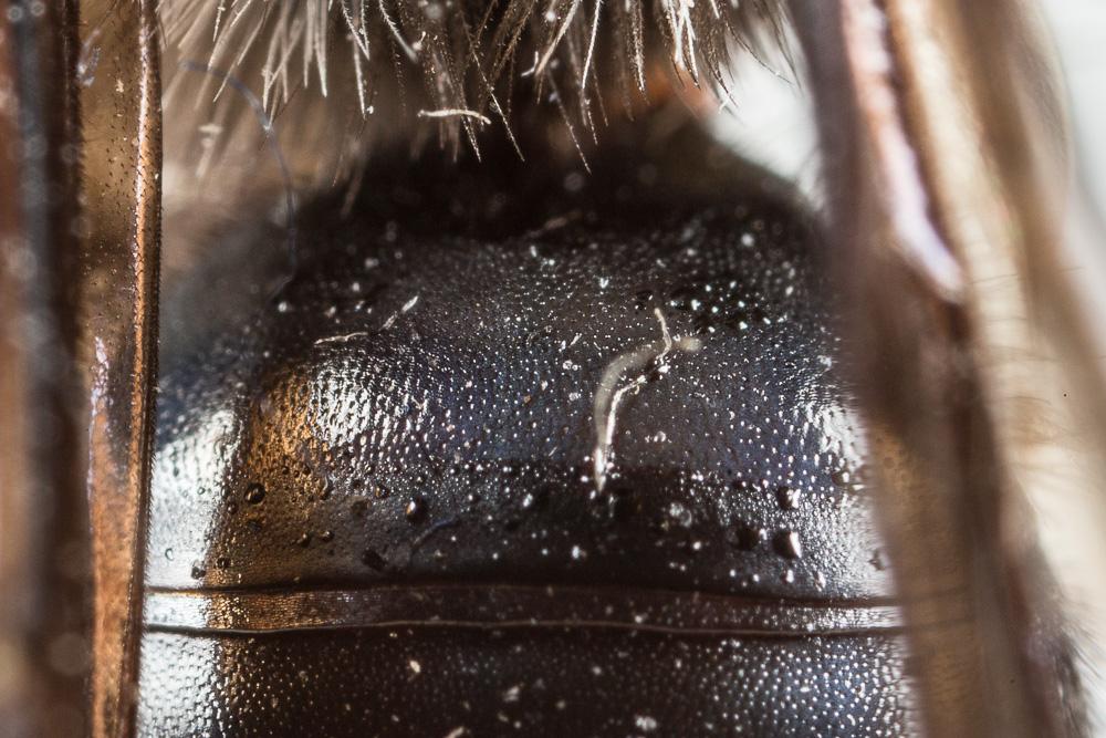 Andrena albopunctata (Rossi, 1792)