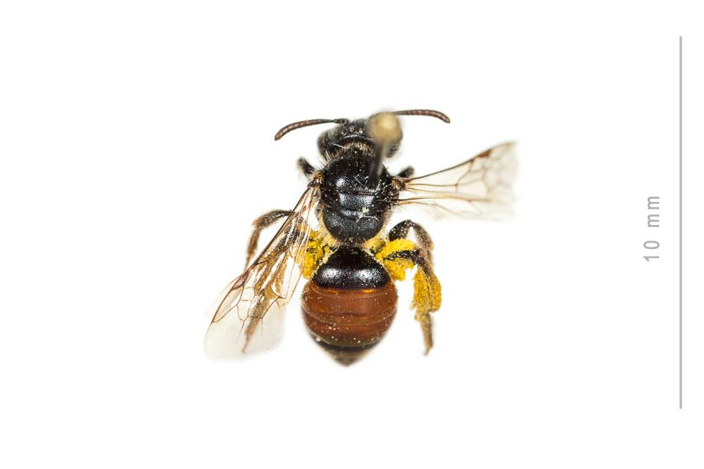 Andrena potentillae Panzer, 1809