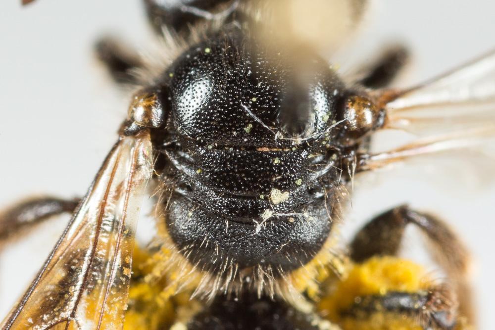 Andrena potentillae Panzer, 1809