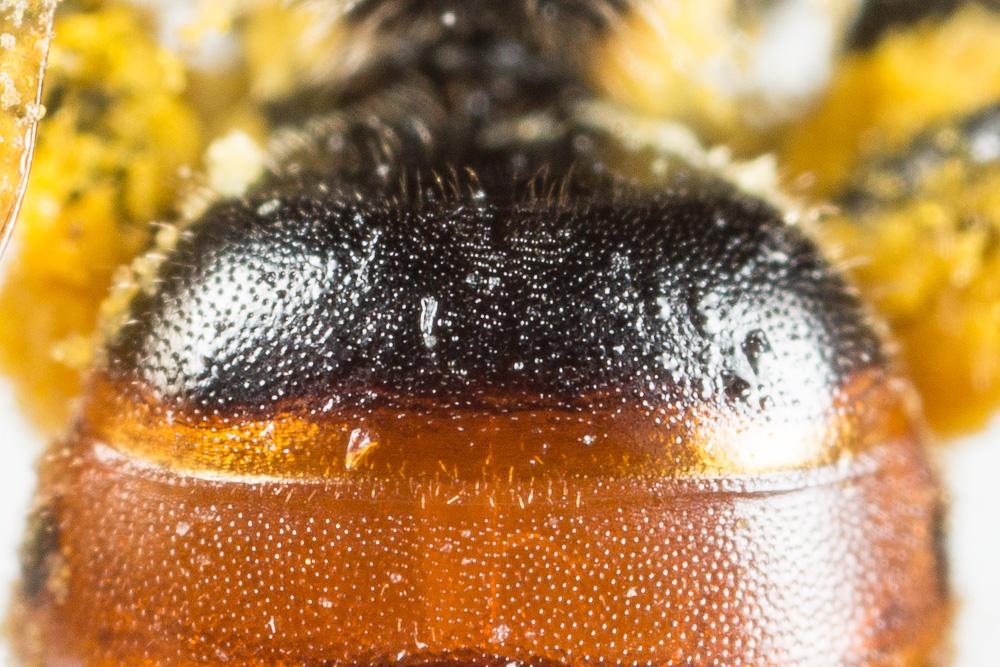 Andrena potentillae Panzer, 1809
