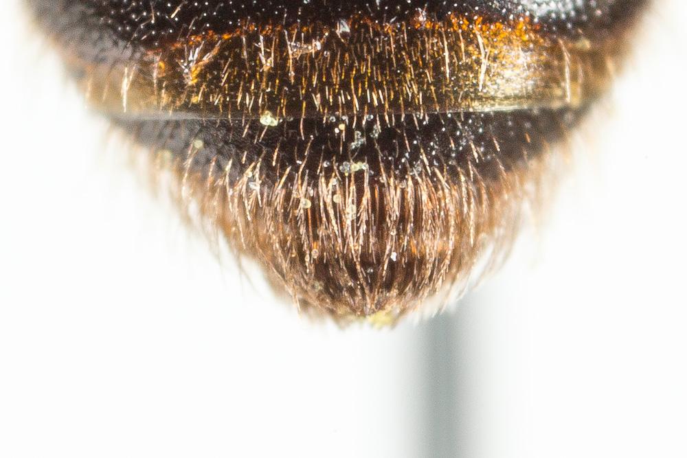 Andrena potentillae Panzer, 1809