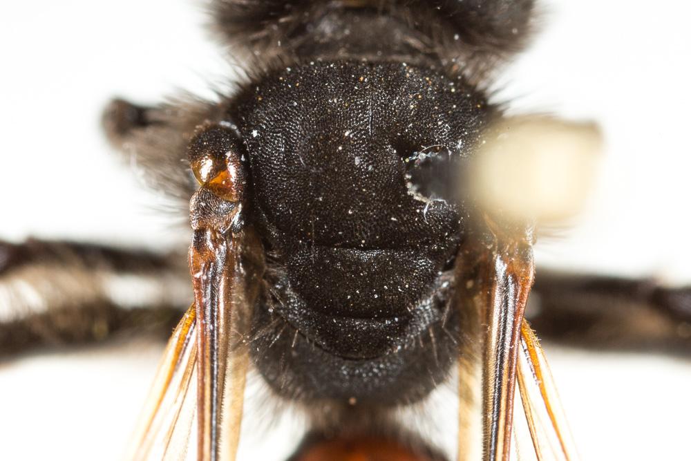Andrena sardoa Lepeletier, 1841