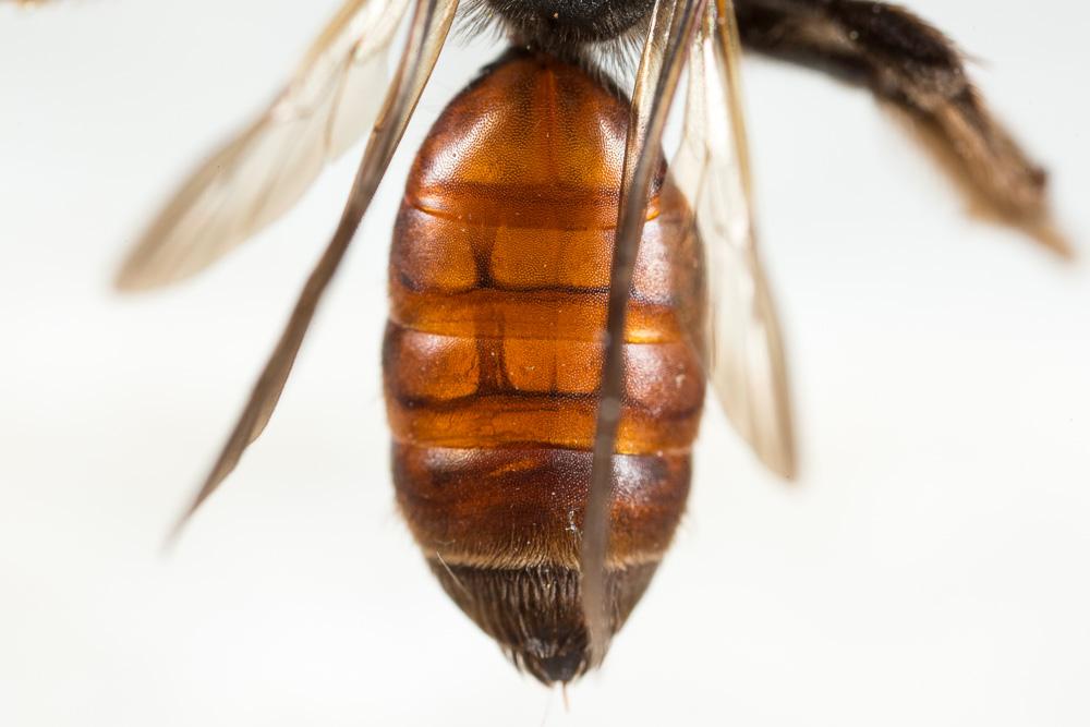 Andrena sardoa Lepeletier, 1841