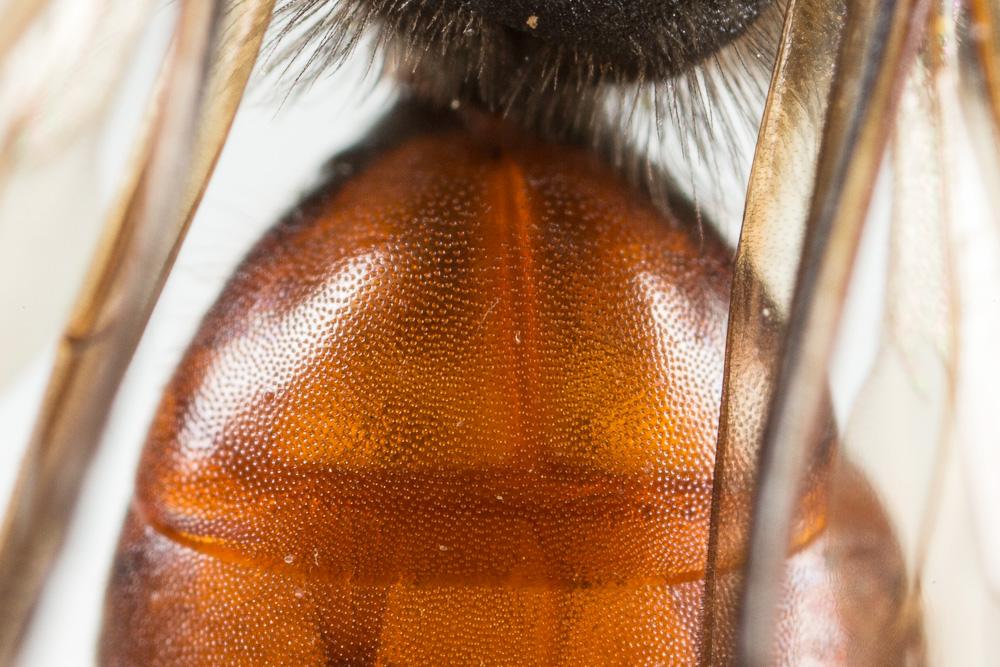 Andrena sardoa Lepeletier, 1841