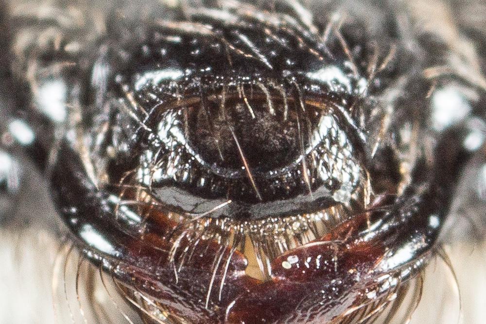 Andrena mucida Kriechbaumer, 1873