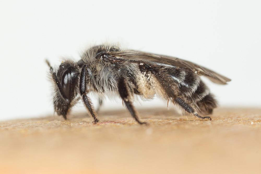 Andrena solenopalpa Benoist, 1945