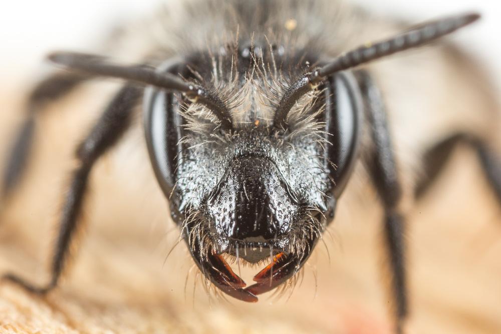 Andrena solenopalpa Benoist, 1945