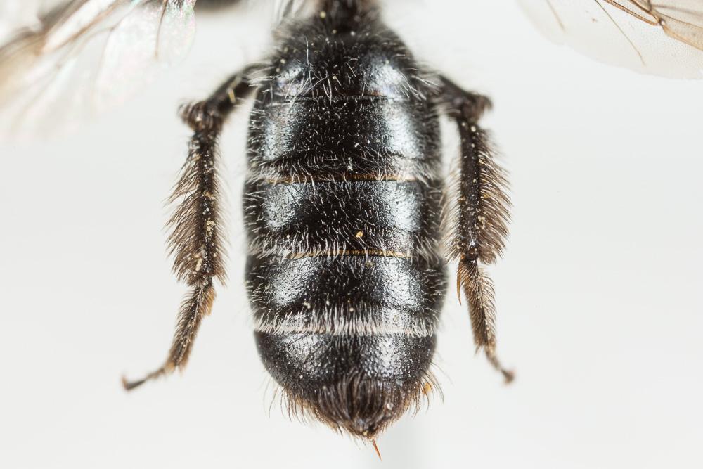 Andrena solenopalpa Benoist, 1945