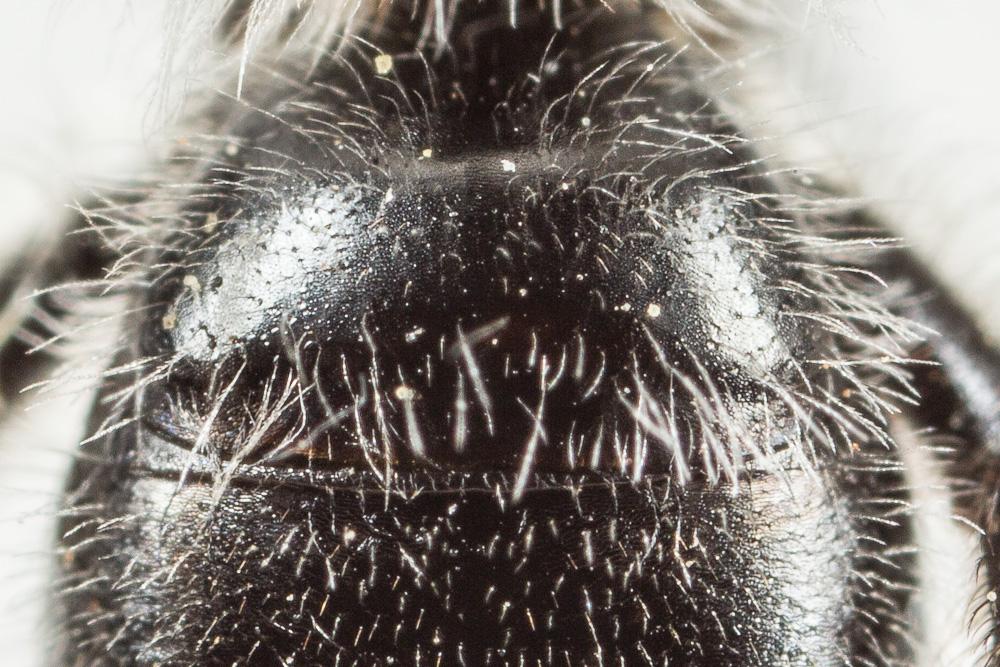 Andrena solenopalpa Benoist, 1945
